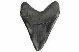 Giant, Fossil Megalodon Tooth - Foot Shark! #197041-2